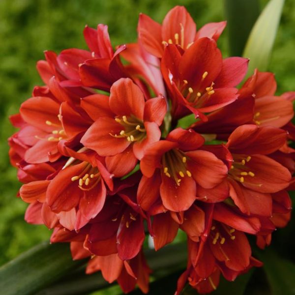 Autumn Chrysanthemum Display