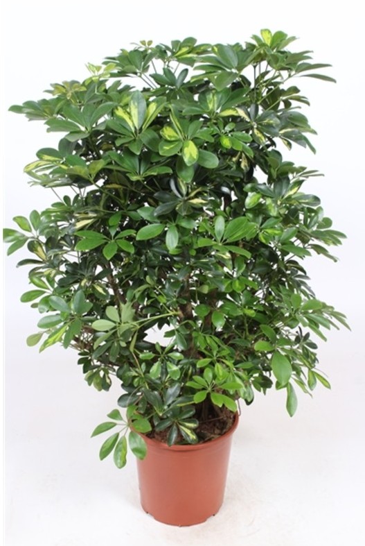 Sunkissed Daisy Arrangement - Image 2