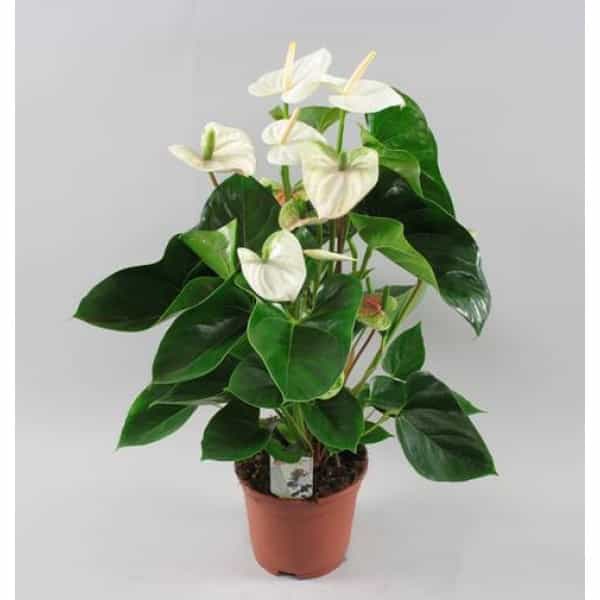 Fresh Spring Mix - Image 3