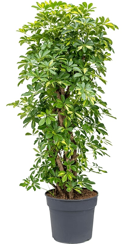 Sunkissed Daisy Arrangement - Image 4