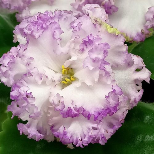 Bright & Bold Geraniums