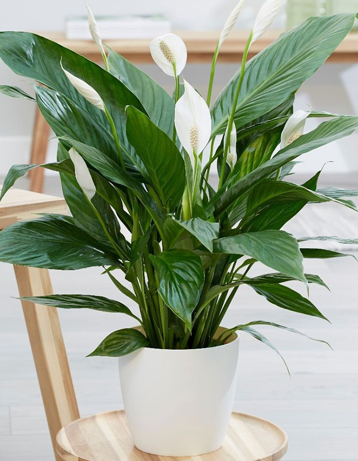 White Peony & Lilac Wedding Bouquet - Image 4