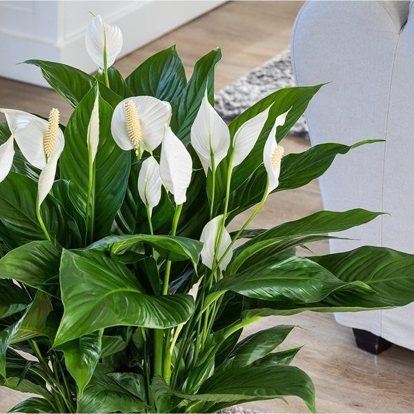White Peony & Lilac Wedding Bouquet
